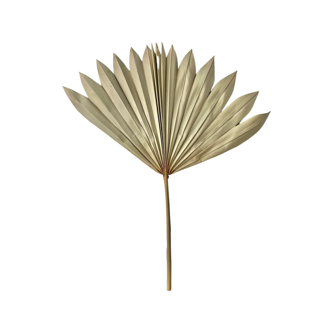 Dried Sun Palm Natural Single Stem - Large