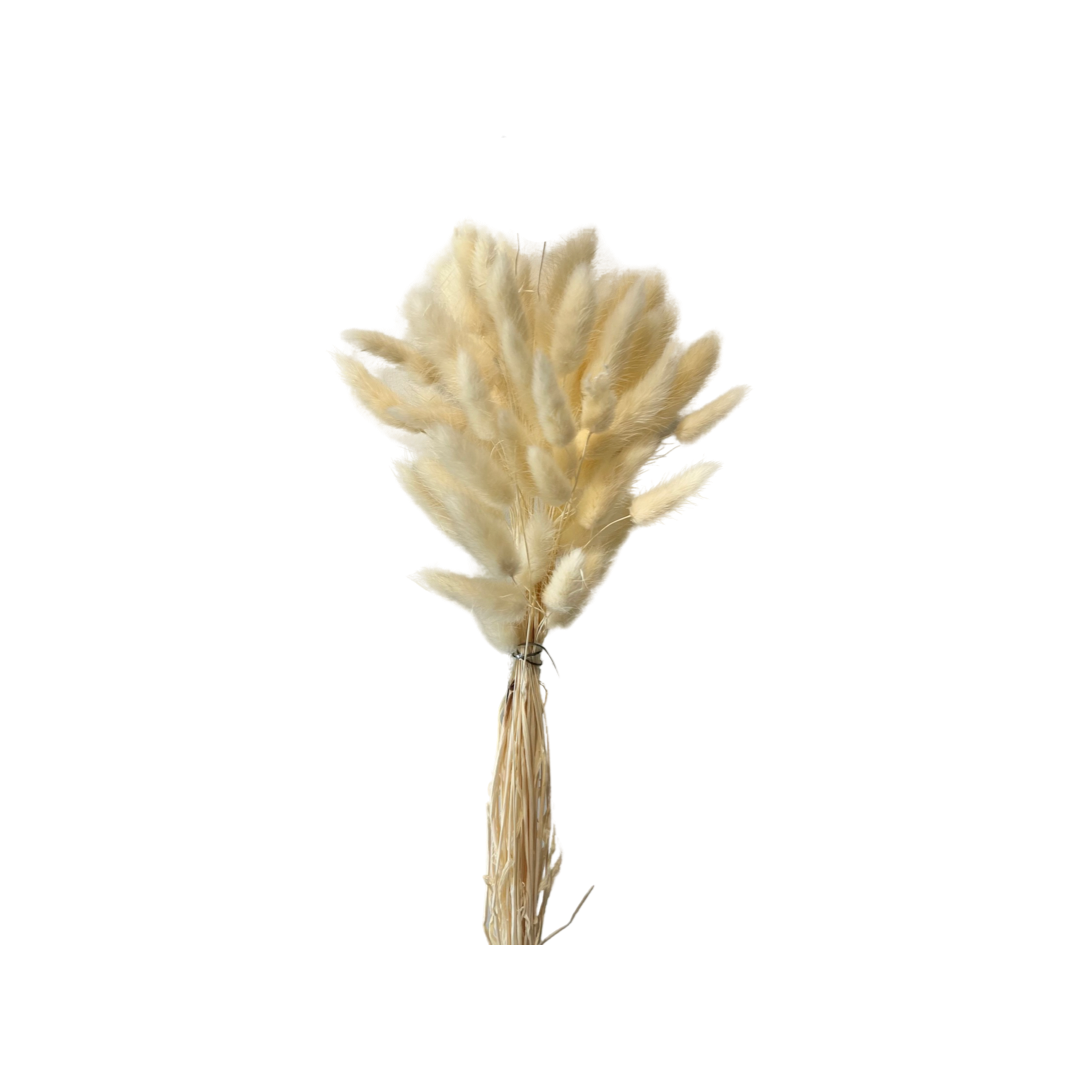 Dried Cream Bunny Tail Bunch