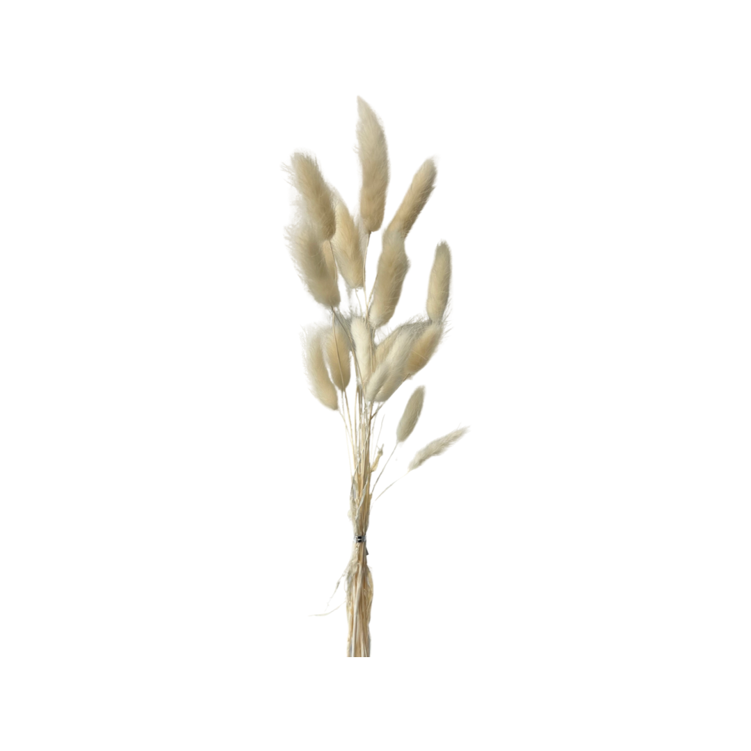 Dried Cream Bunny Tail Bunch