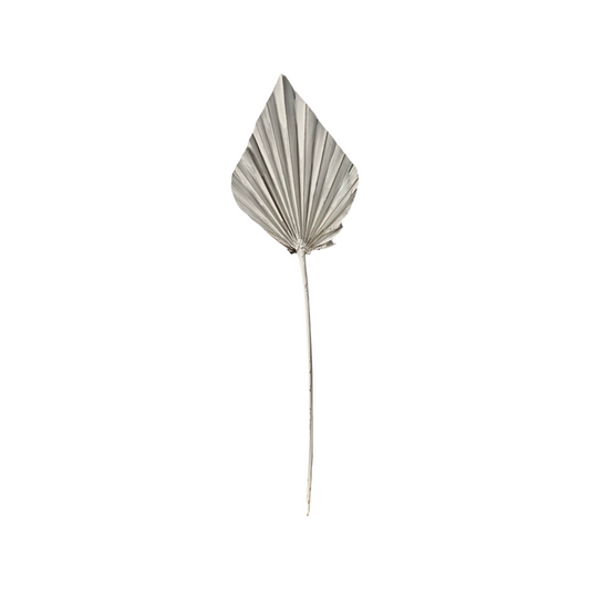 Dried Spear Palm White Single Stem