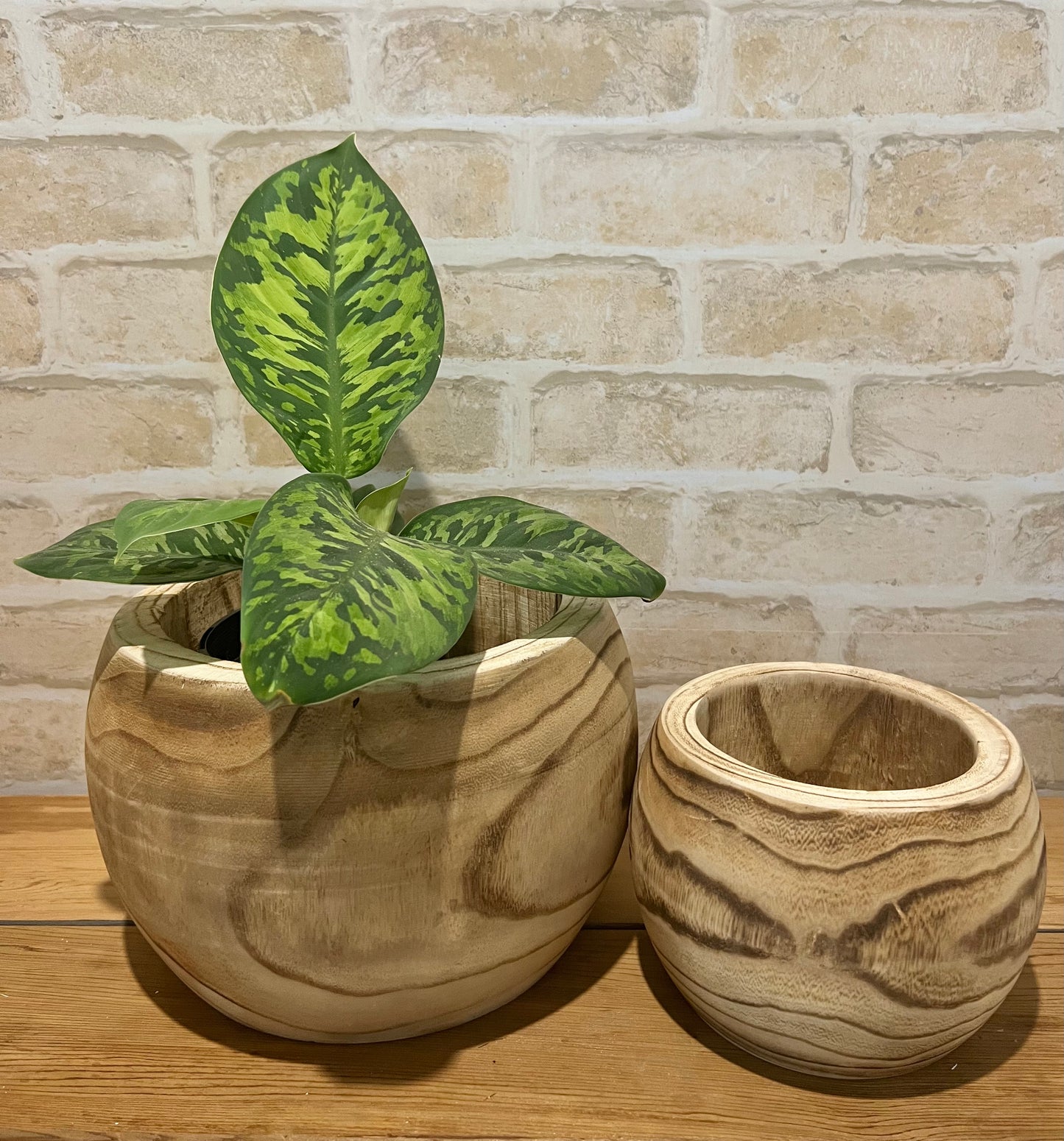 Natural Timber Bowl Planter 2 Sizes