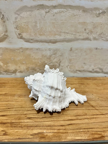 White Resin Sea Shell